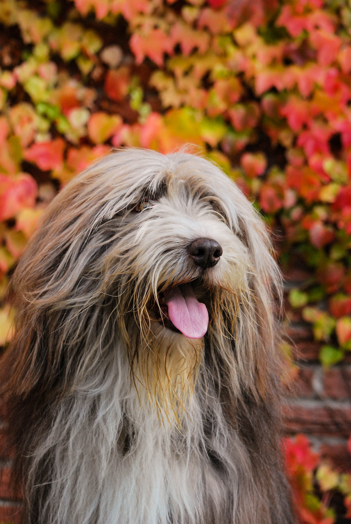 Herbstportrait