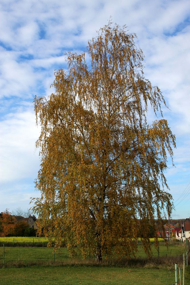 Herbstportrait einer Birke