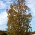 Herbstportrait einer Birke