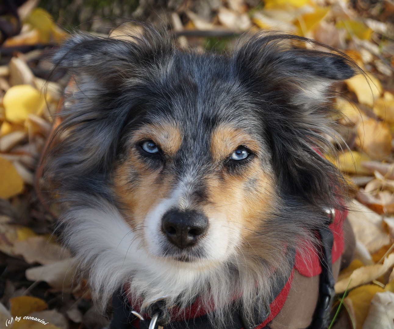 Herbstportrait II