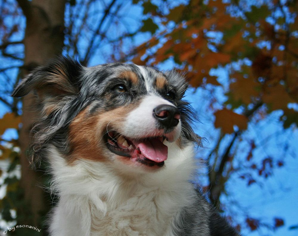 ~ Herbstportrait II ~