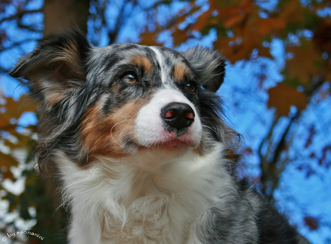 ~ Herbstportrait III ~