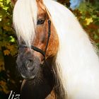 Herbstportrait - liz. Steiermark der Kohlfuchshaflinger