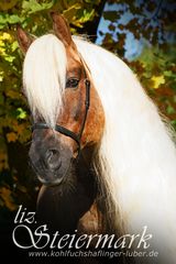 Herbstportrait - liz. Steiermark der Kohlfuchshaflinger