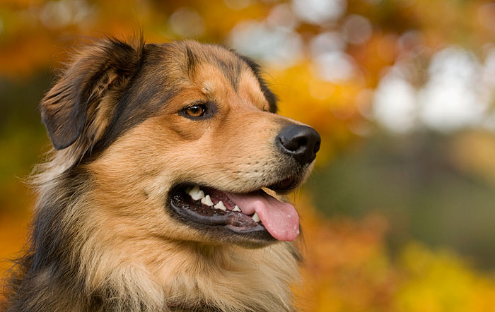 Herbstportrait unser Fellnase Balu