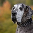 Herbstportrait von Aaron