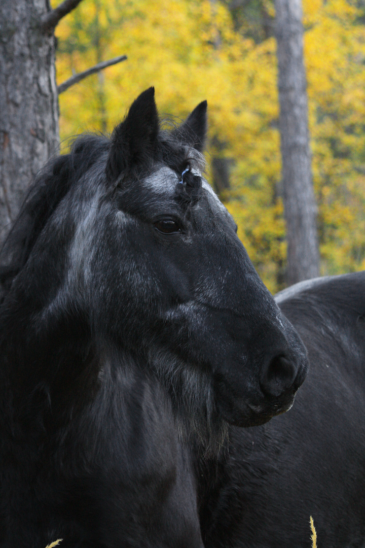 Herbstpotrait