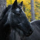 Herbstpotrait