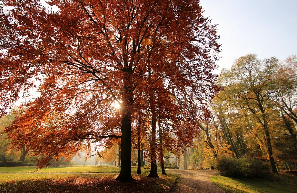 Herbstpracht