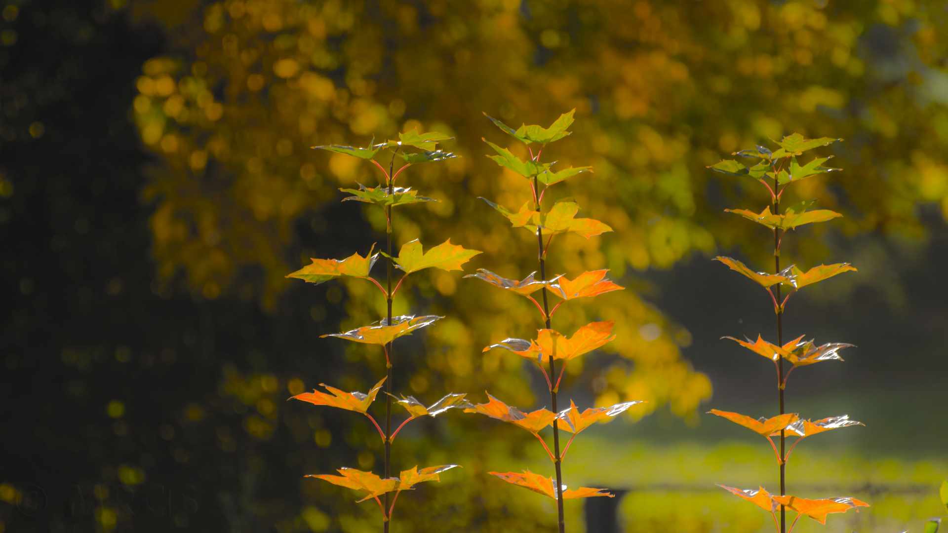 Herbstpracht