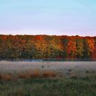 Herbstpracht