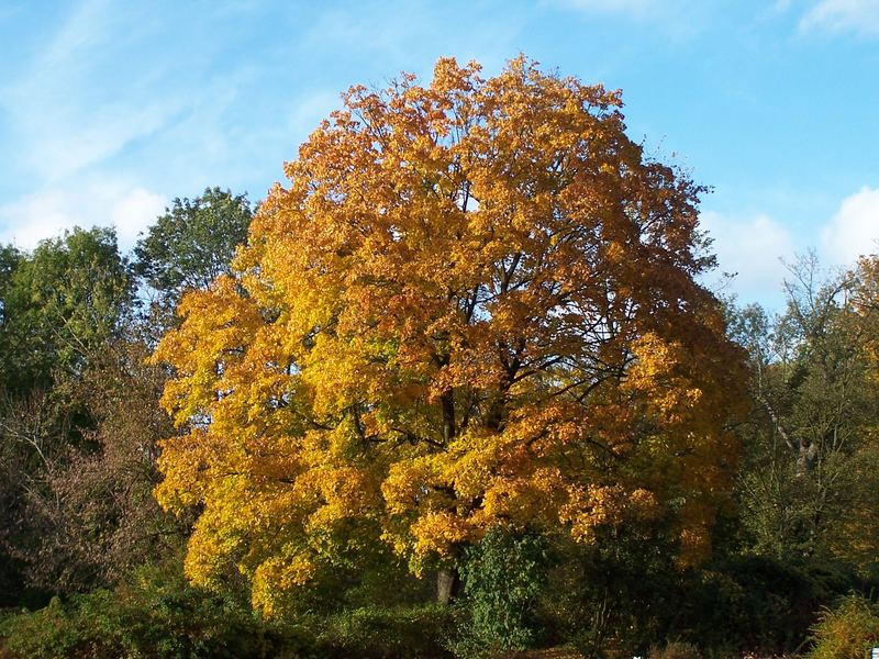 Herbstpracht