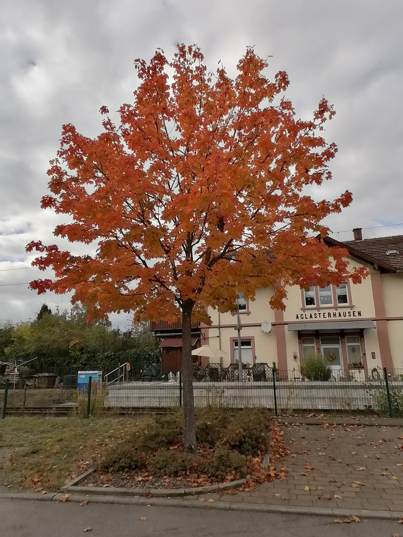 Herbstpracht am Bahnhof Aglasterhausen