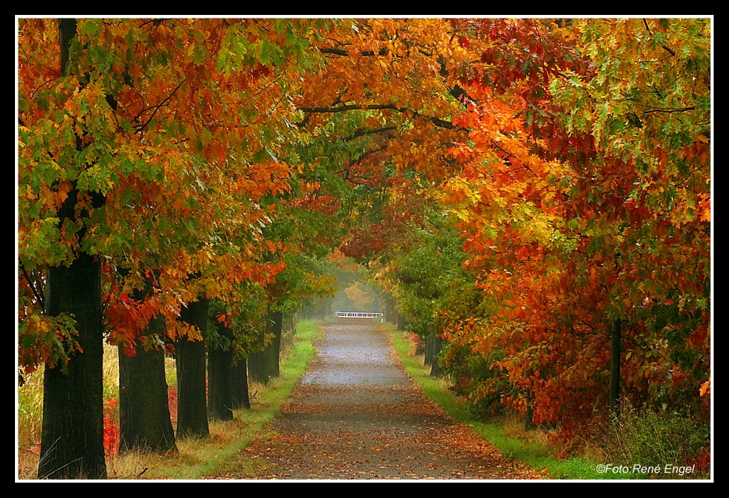 Herbstpracht....