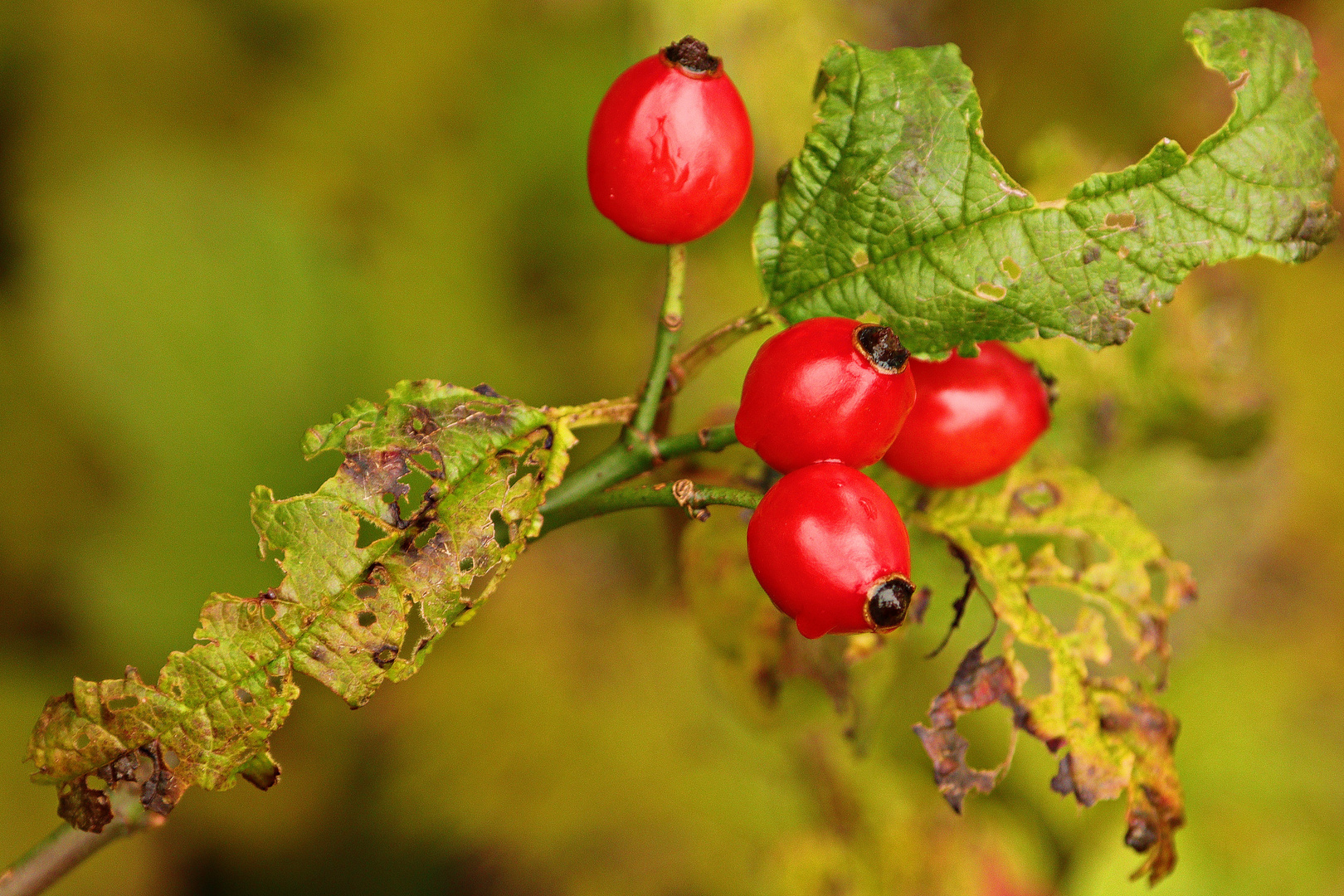 - Herbstpracht -