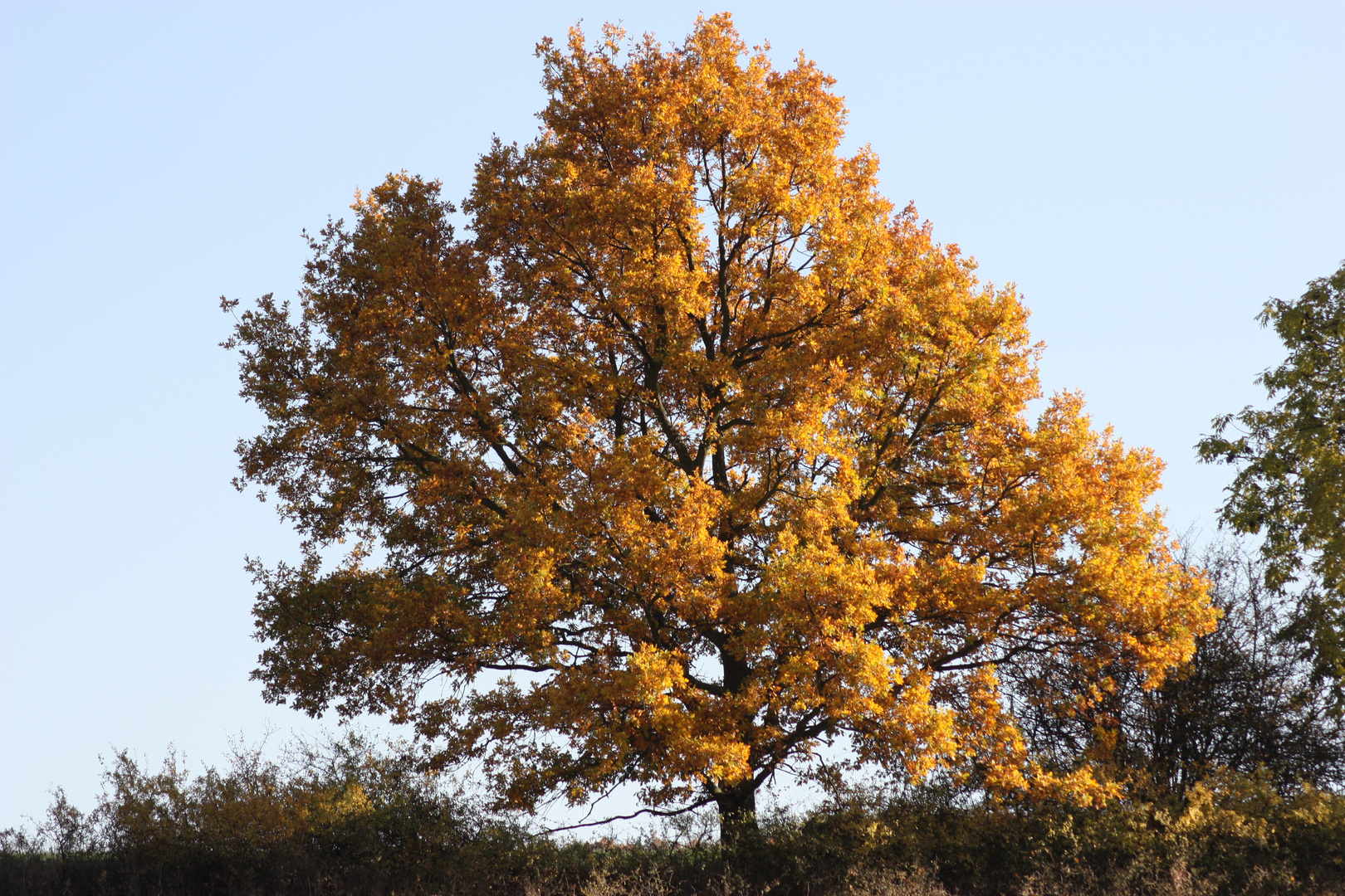 Herbstpracht