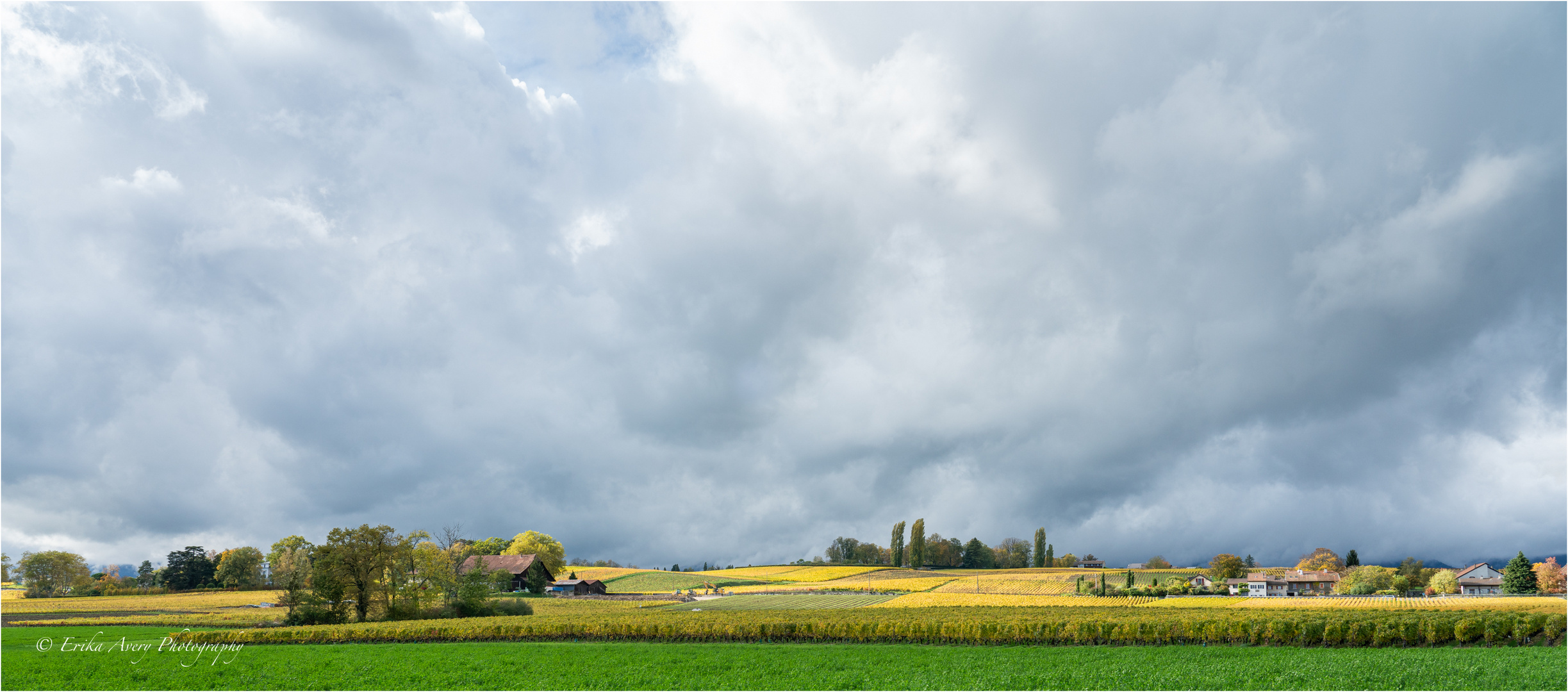 Herbstpracht in den Genfer Weinbergen