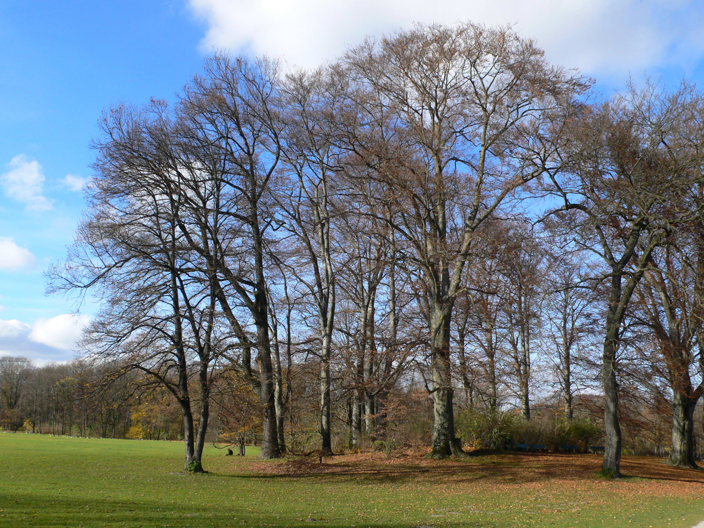 Herbstpracht in Münchens "Englischen Garten"