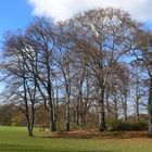 Herbstpracht in Münchens "Englischen Garten"