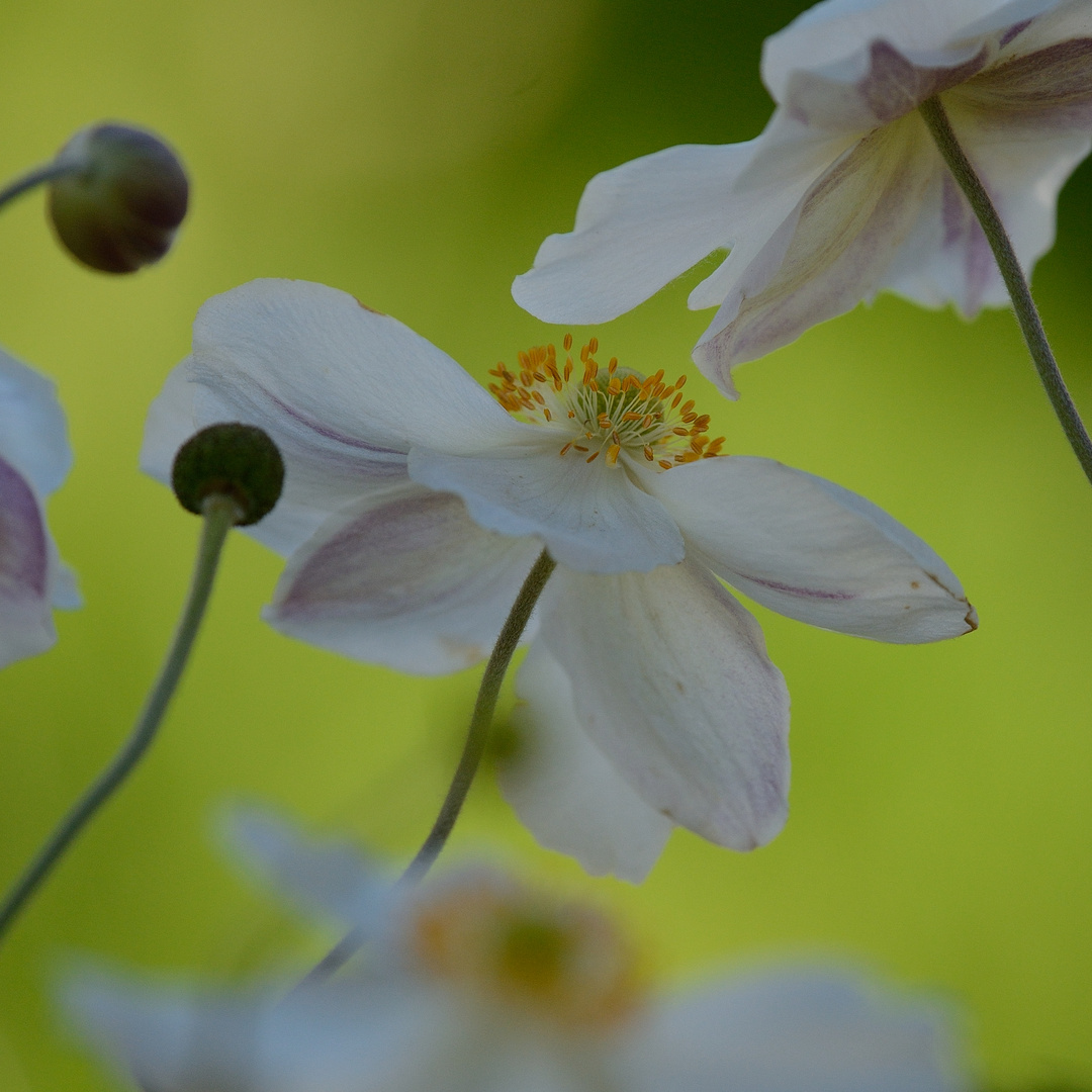 Herbstprinzessin