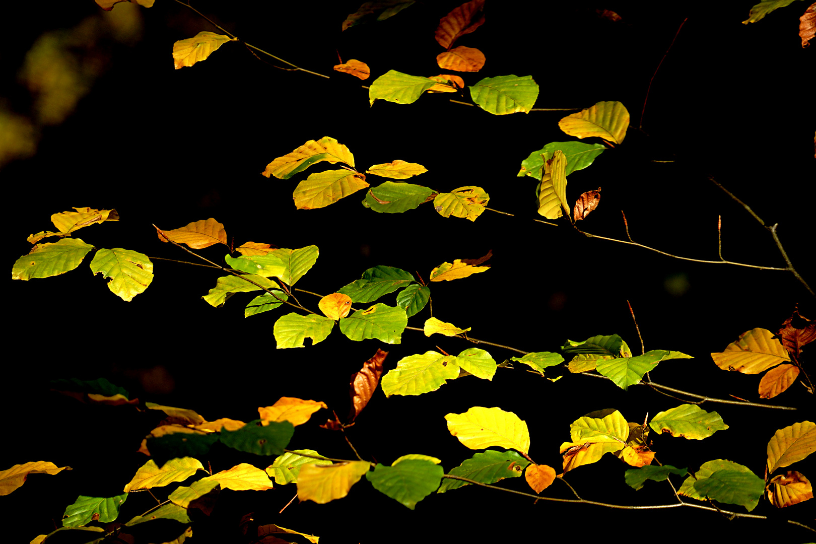 Herbstpunkte