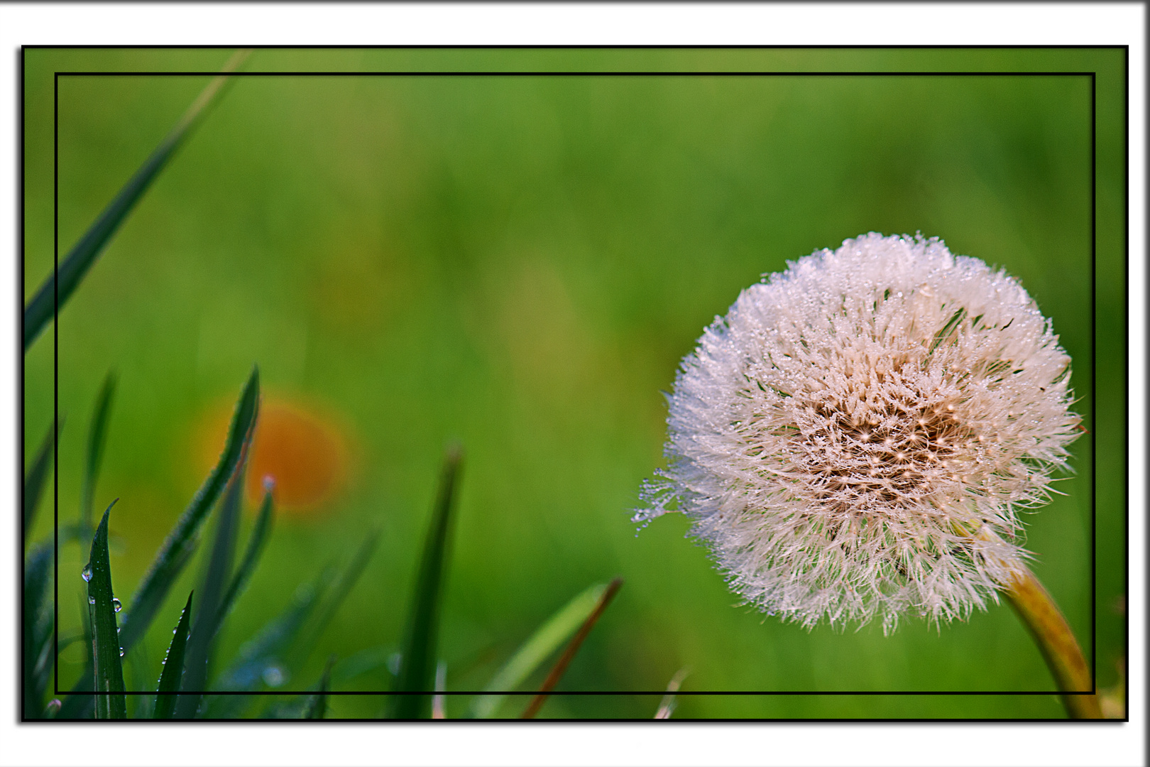 Herbstpusteblume