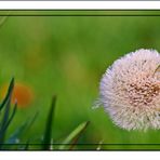 Herbstpusteblume