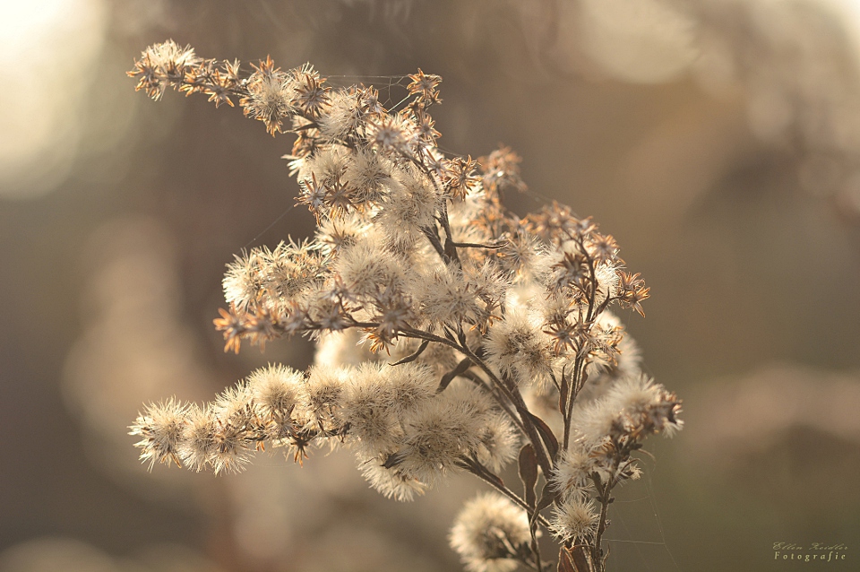 Herbstpusteblume