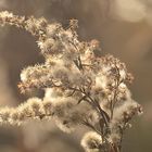 Herbstpusteblume