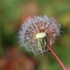 Herbstpusteblume....