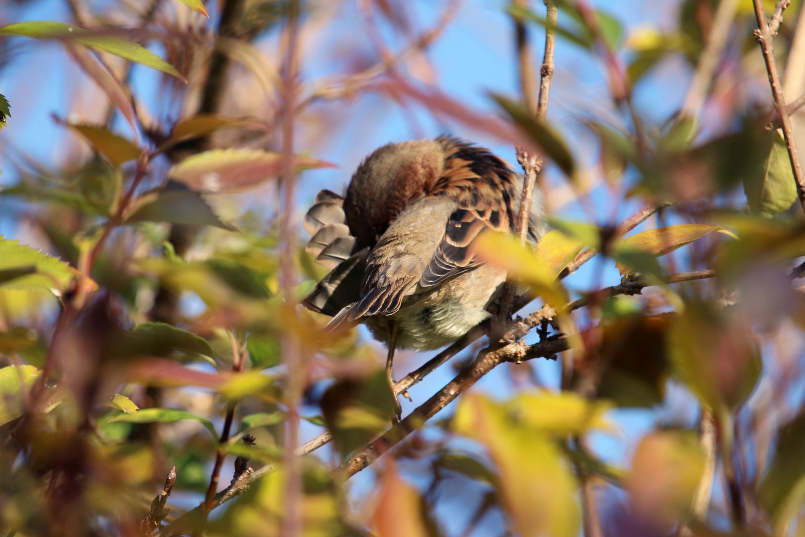 Herbstputz