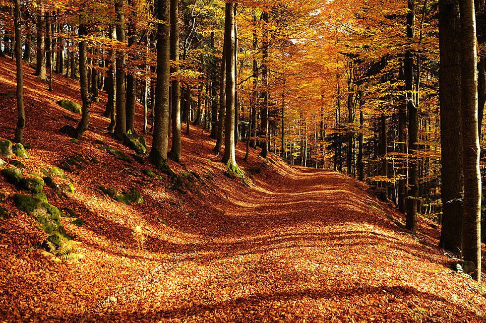 herbstraschelweg