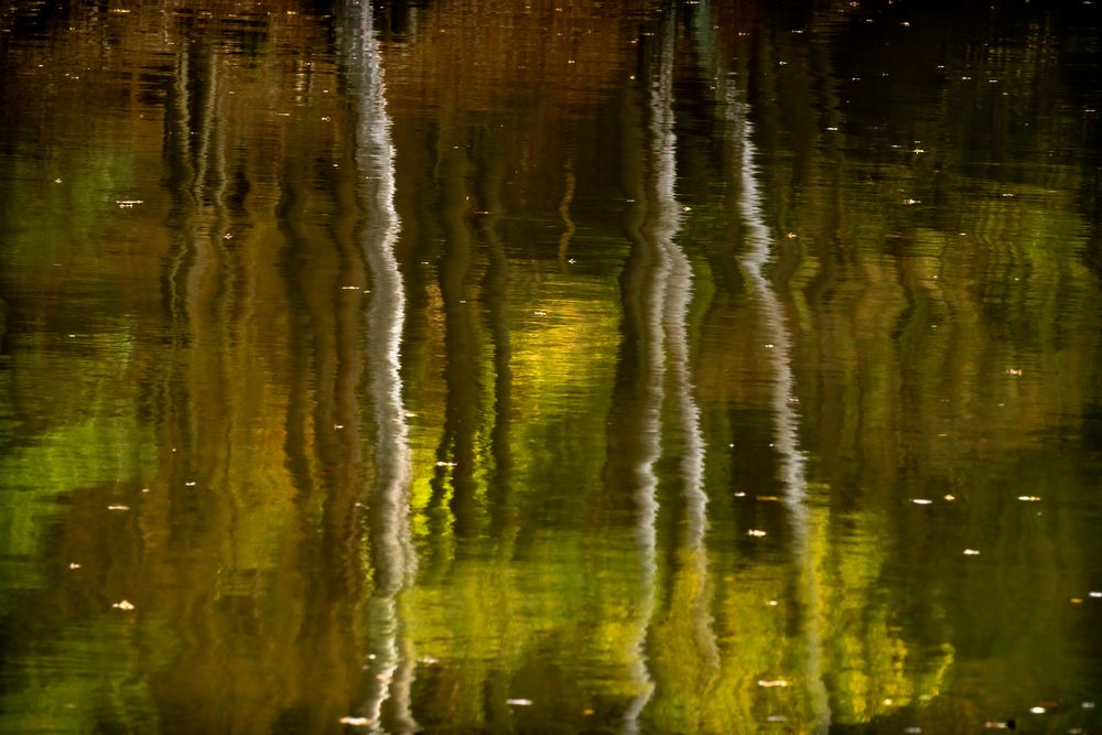 Herbstreflektionen am Teich