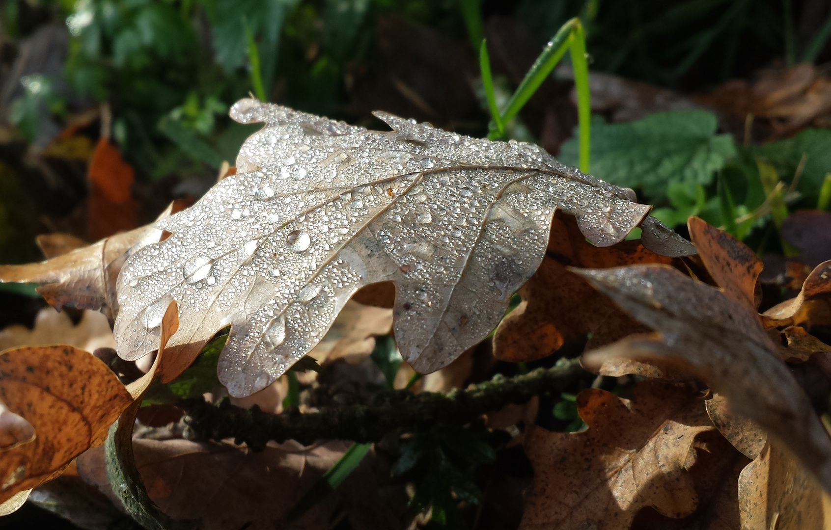 Herbst.Regen ...´14