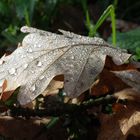 Herbst.Regen ...´14