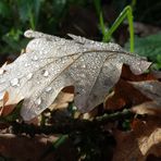 Herbst.Regen ...´14