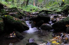 Herbstregen im Monbachtal