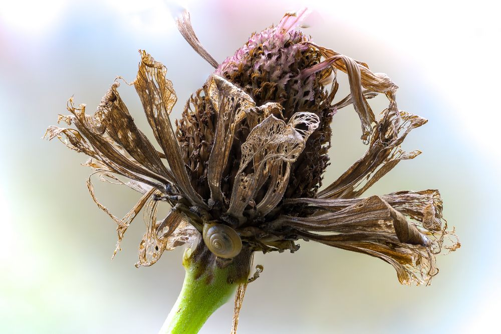 Herbstreste aus meinem Garten