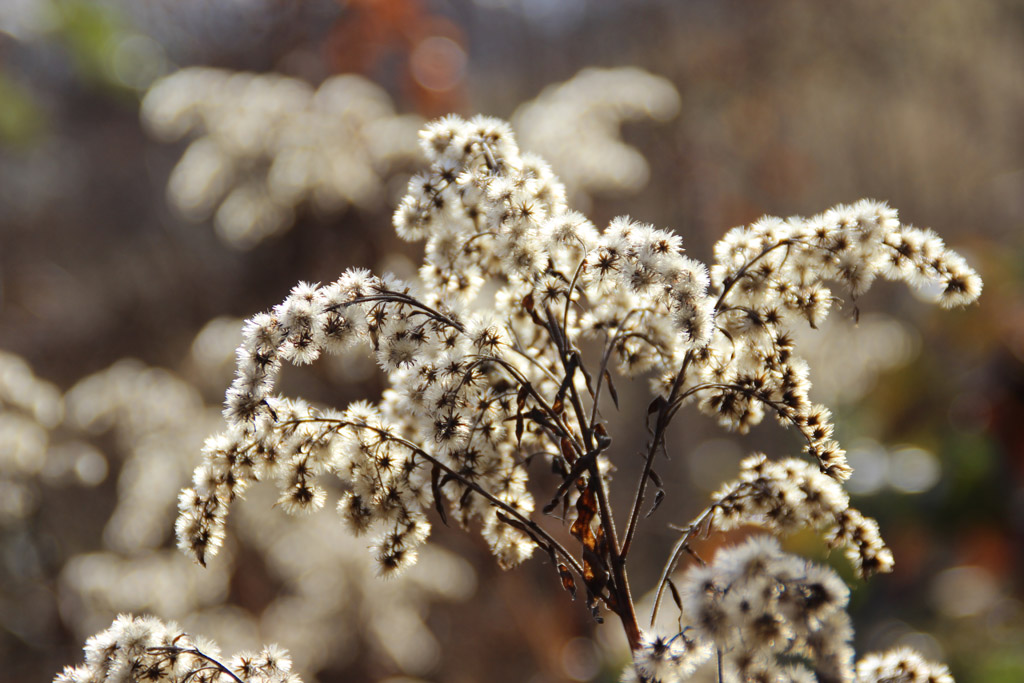 Herbstreste im Februar  