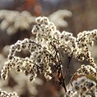 Herbstreste im Februar  