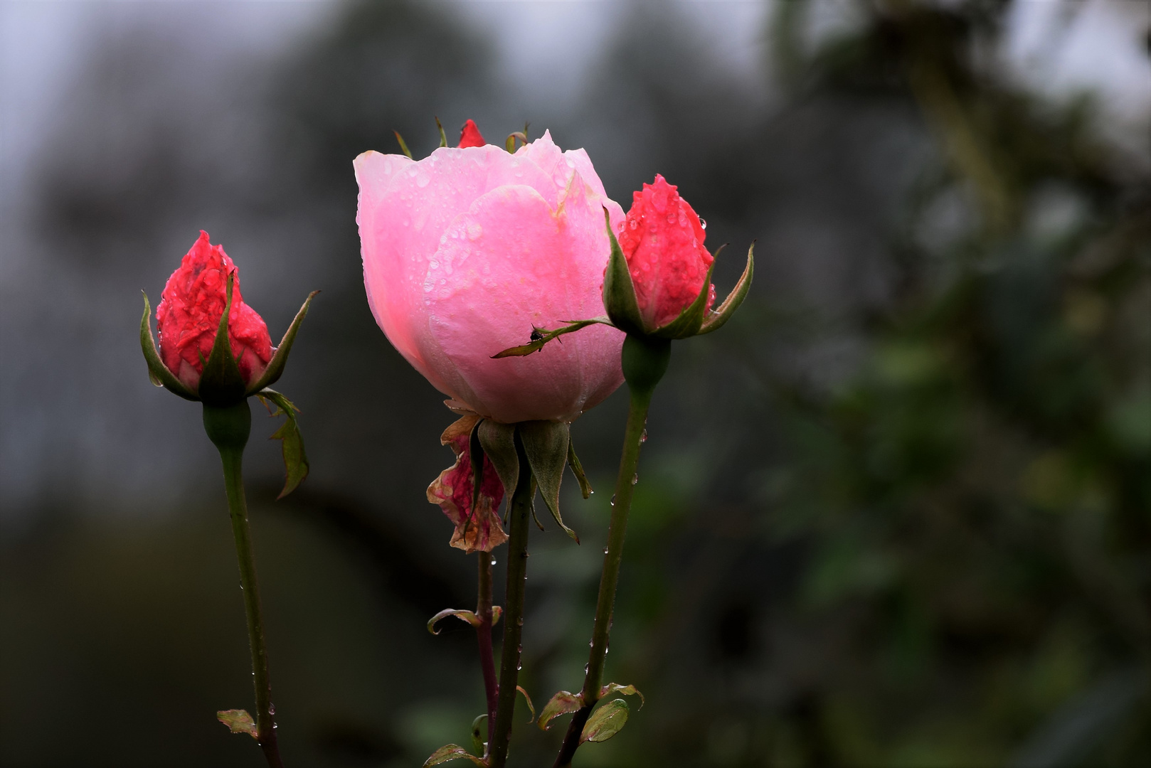 Herbstrose Foto & Bild pflanzen, pilze & flechten, blüten