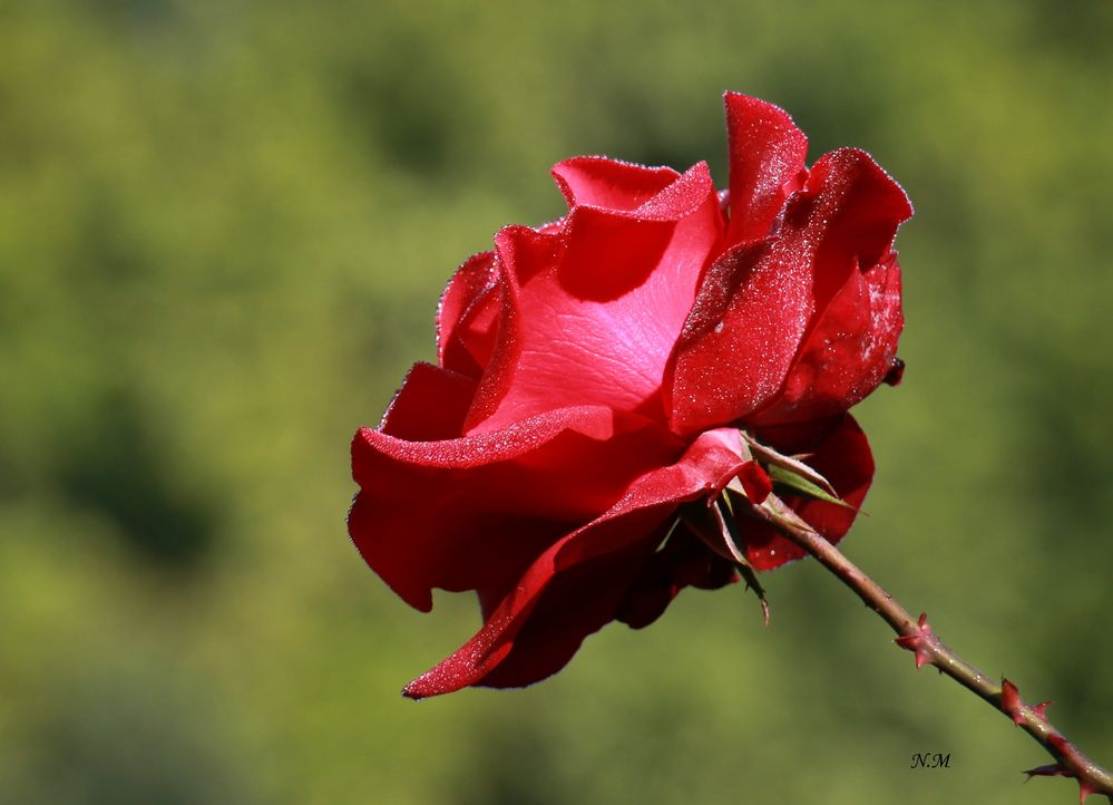 Herbstrose im Morgentau