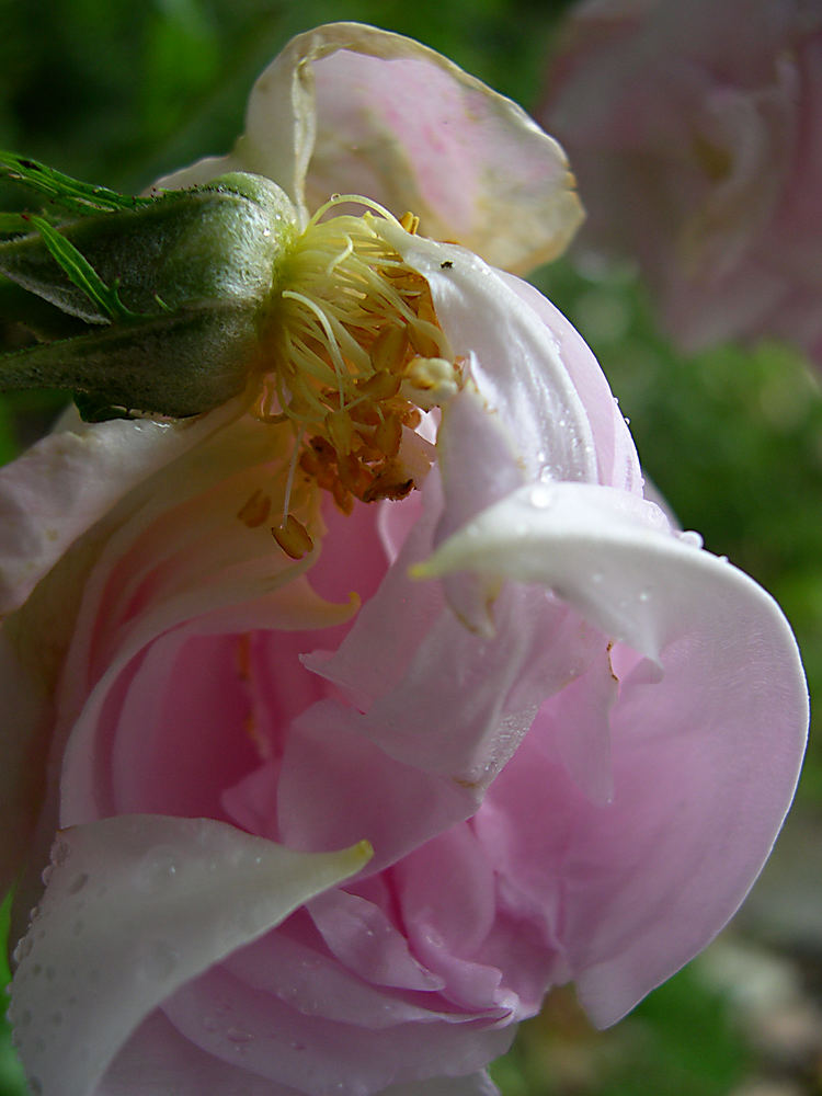 Herbstrose im Regen