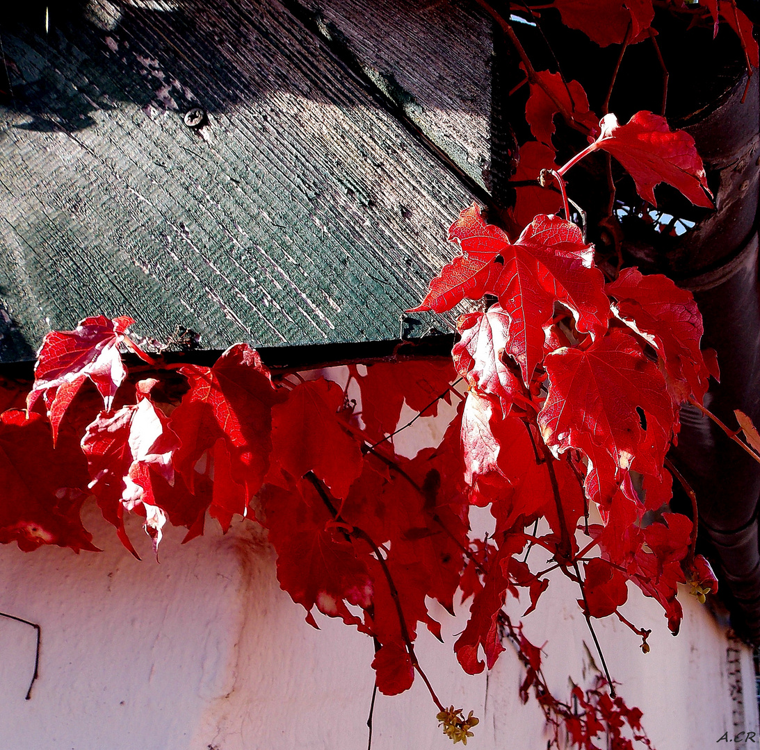 Herbst.rot