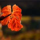 Herbstrot im Weinberg