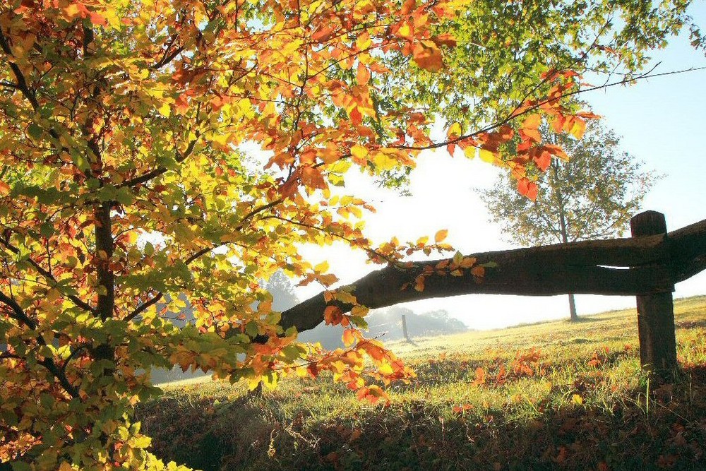 herbstruhe im Wald