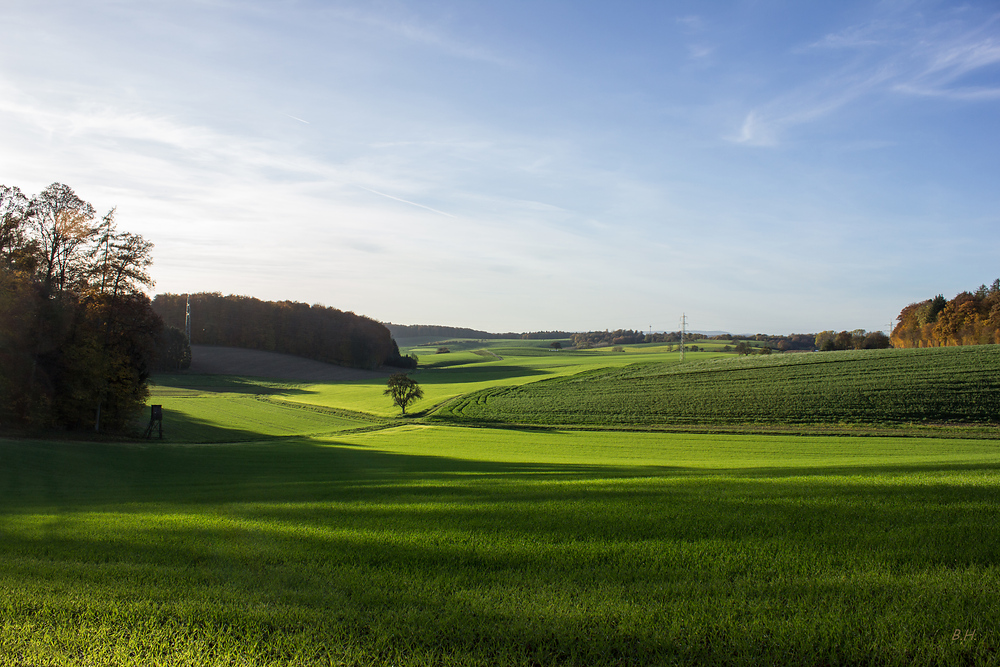 Herbstsaatgrün