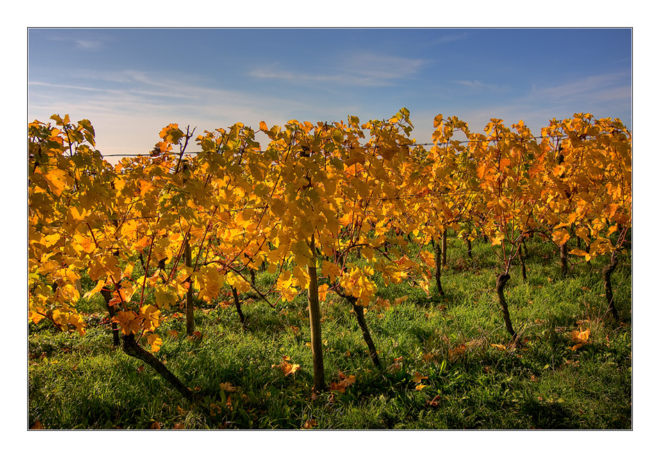 Herbstsachen [6] Weinblätter