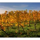 Herbstsachen [6] Weinblätter