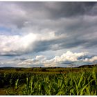 Herbstsachen [7] Maisfeld